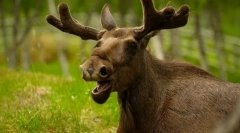 Elk
